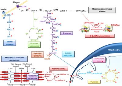 Involvement of O-GlcNAcylation in the Skeletal Muscle Physiology and Physiopathology: Focus on Muscle Metabolism